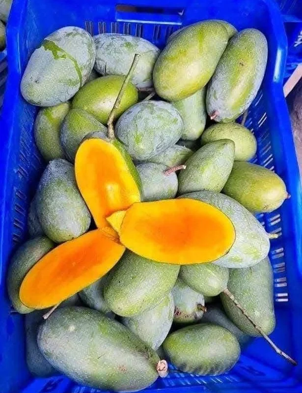 নাক ফজলি