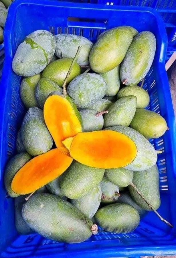 নাক ফজলি